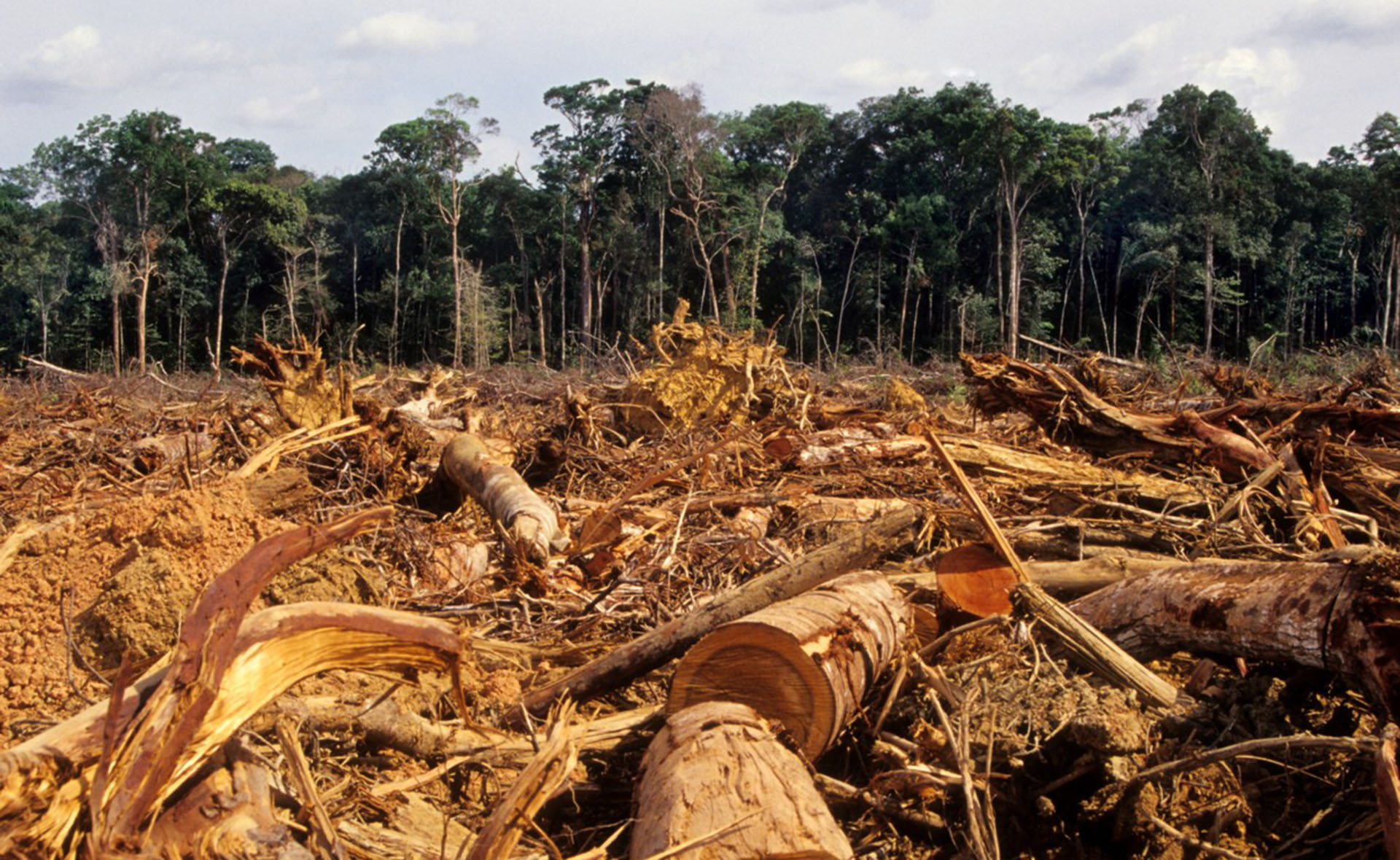 DEFORESTACION