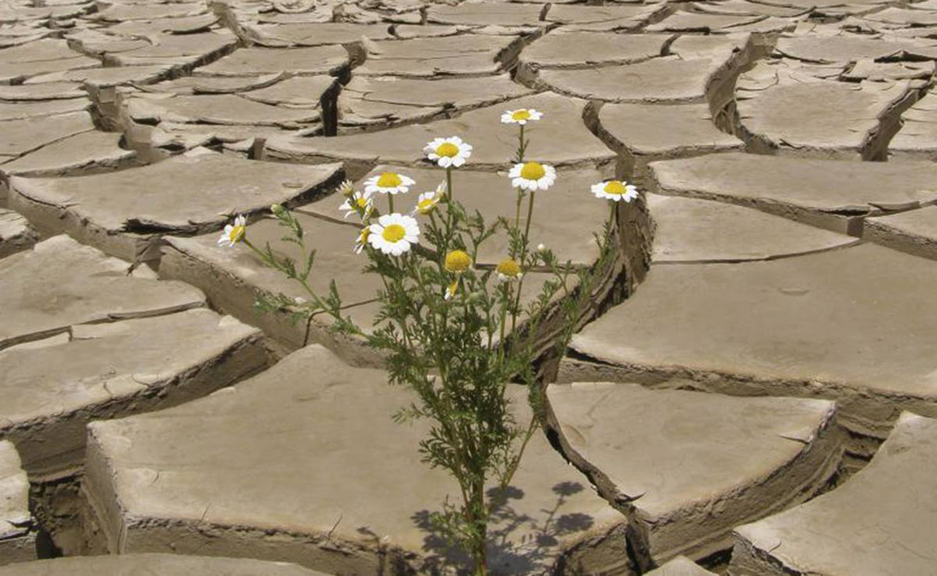 DESERTIZACION